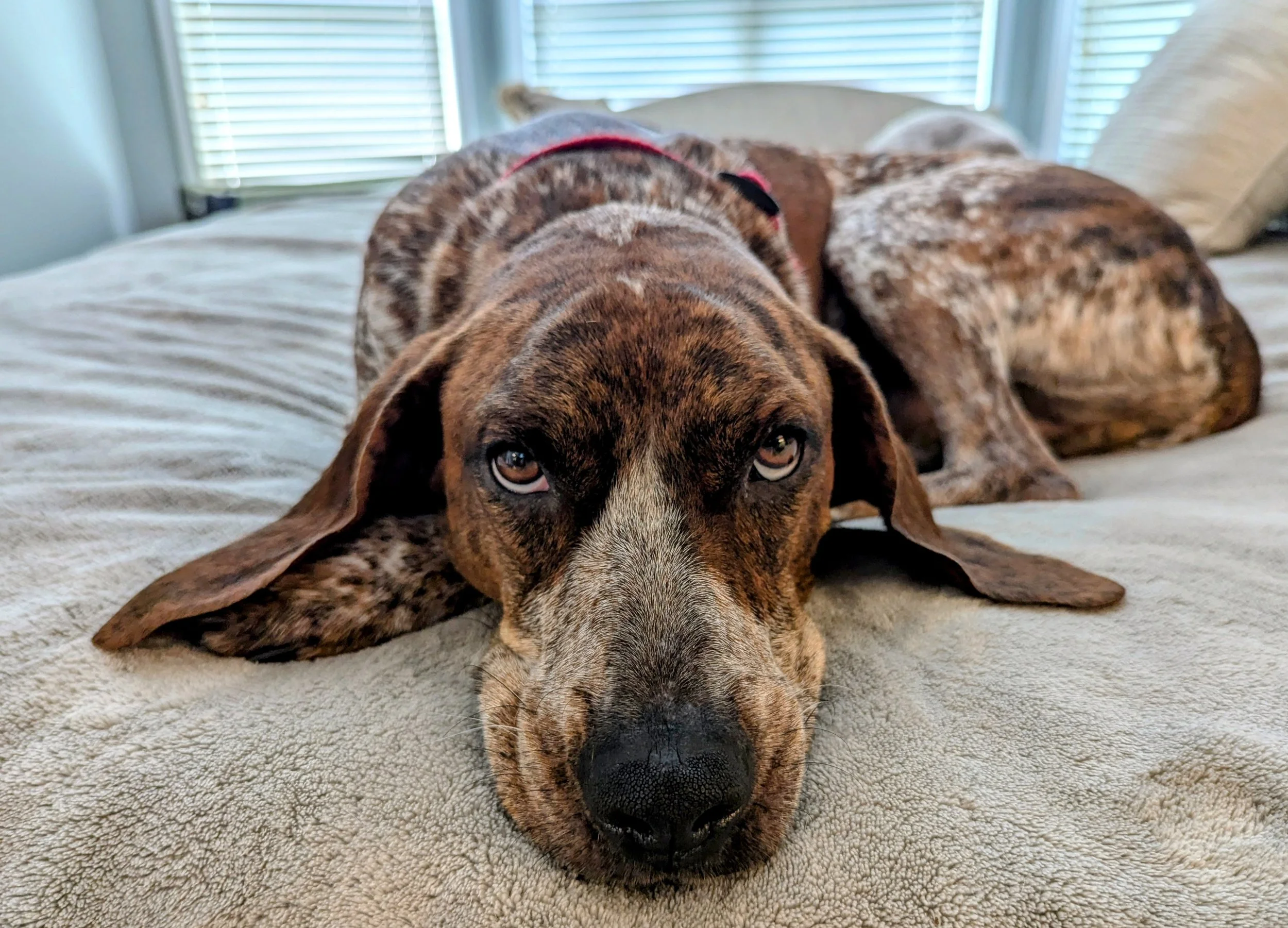 Adopting A Hound | Find Your Hound - Adopt Today — Coonhound
